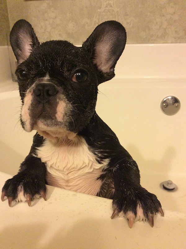 There’s no shortage of tools to help dogs look their best. But patience is the key to maintaining a regular grooming routine at home.
