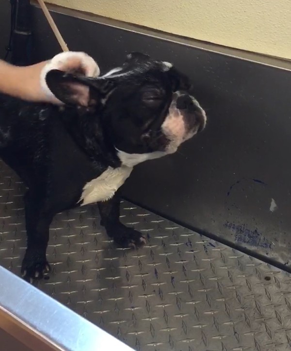 Louie also makes trips to my husband's veterinary clinic, where bath time occasionally feels like a spa visit.