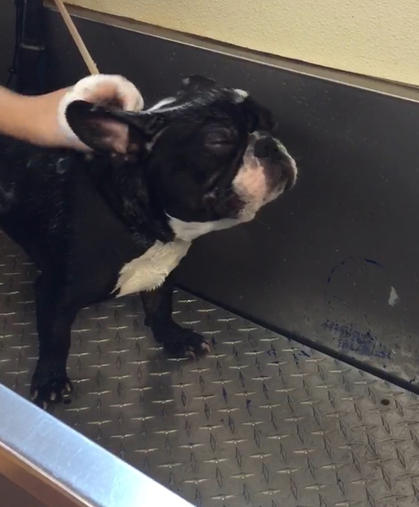 Why Do Dogs Hate Baths 5 Common Mistakes People Do Dogster
