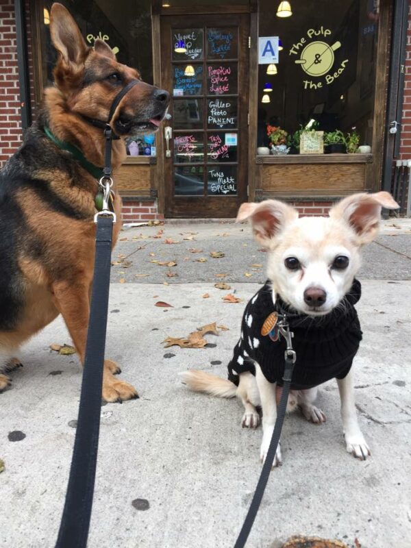 My dogs waiting with me on the sidewalk while my partner goes to get us bagels. 