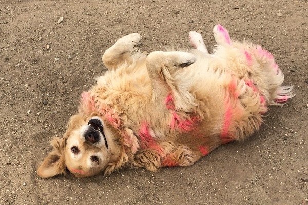 pet paint shark tank