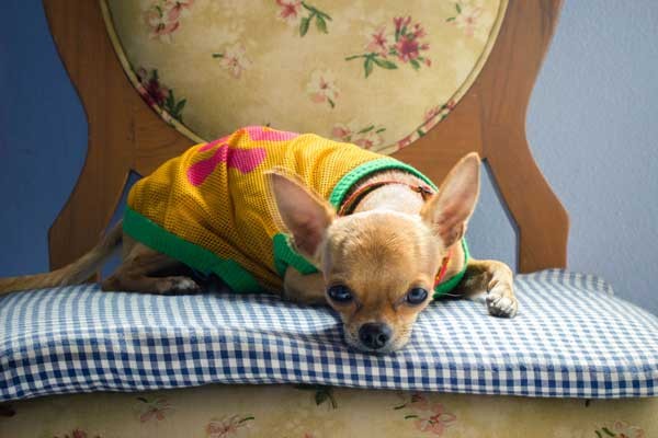 Use fabric to make a new dog bed. Chihuahua on vintage chair by Shutterstock