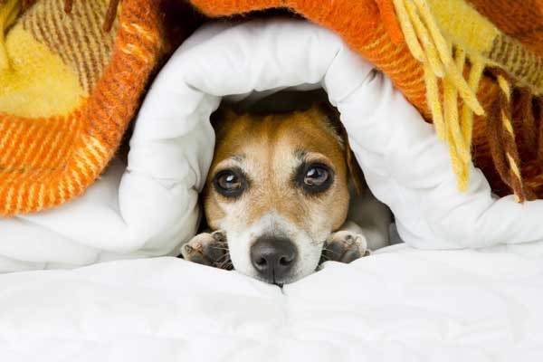 Warm up your pup with some delicious winter food. Dog in cozy blanket by Shutterstock