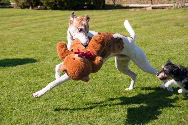 Your dog doesn't need all those toys -- get him to share with his friends! Dogs run around with teddy by Shutterstock