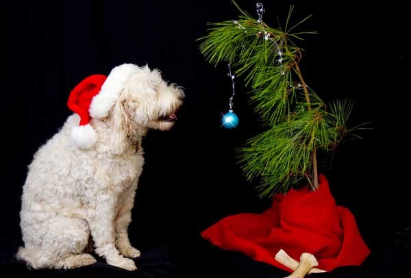 Dog and small Christmas tree by Shutterstock