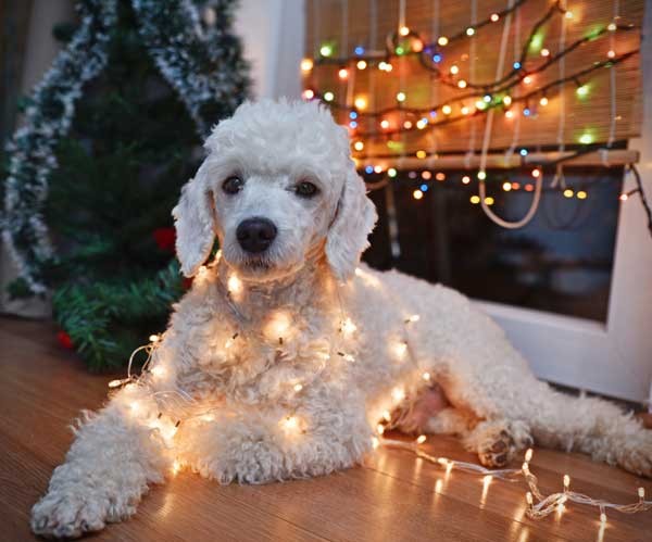 Dog in Christmas lights by Shutterstock