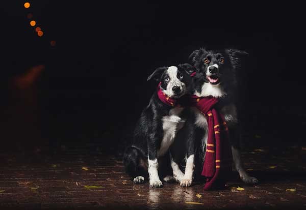 Dogs in the dark by Shutterstock