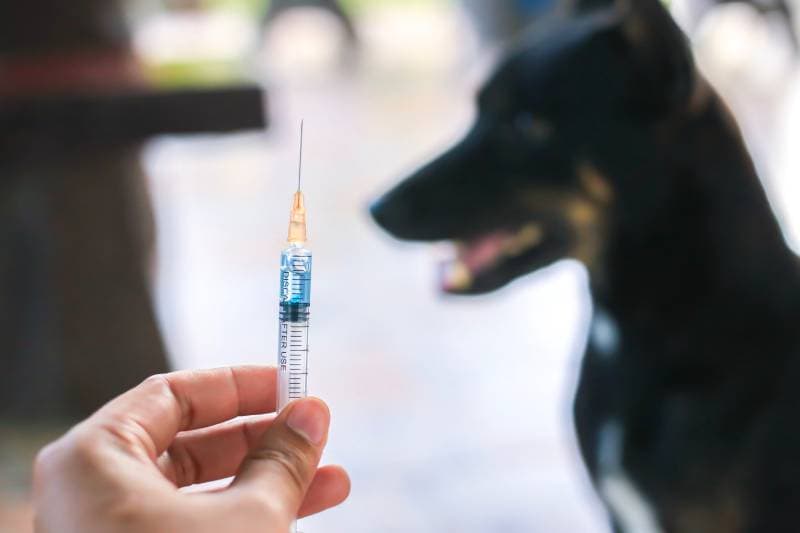 hand holding syringe for rabies vaccine with a black dog in the background