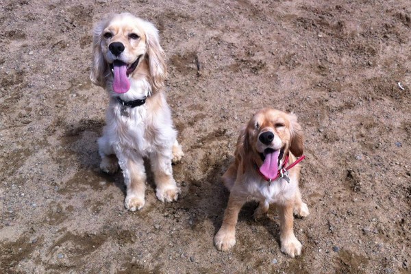 Iggy and her buddy Lolo like to be outdoors.