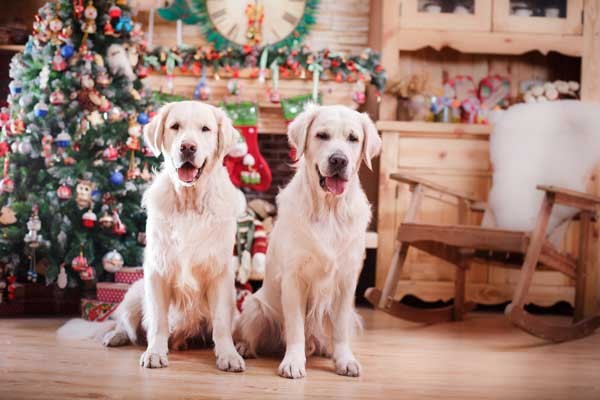 Dogs at Christmas by Shutterstock