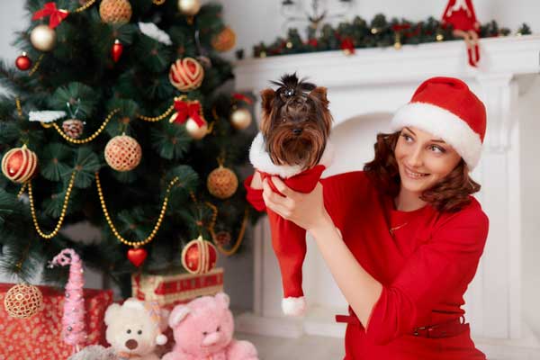 A little dog in a Christmas hat.