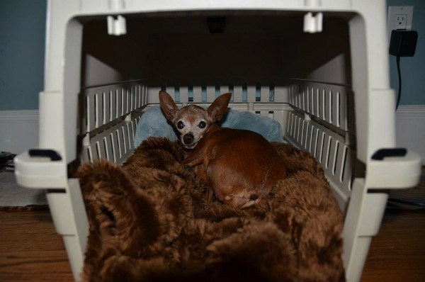 Tiny little Old Man Red travelled a great distance to meet his new family.