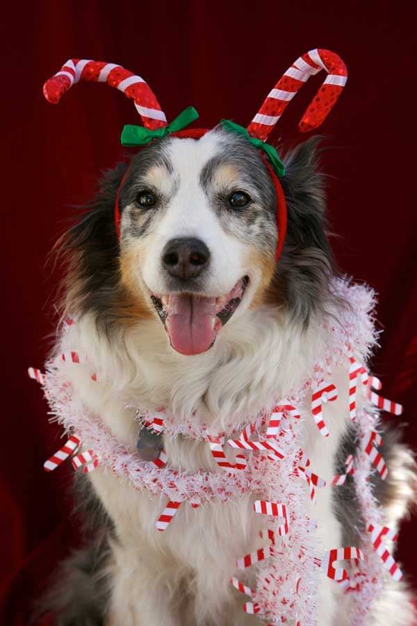 Senior dog enjoying Christmas by Shutterstock