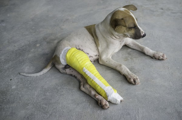 Puppy with broken leg by Shutterstock.
