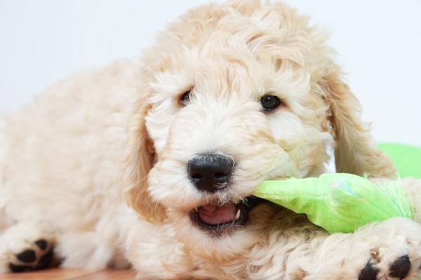 Puppy chewing on a toy.