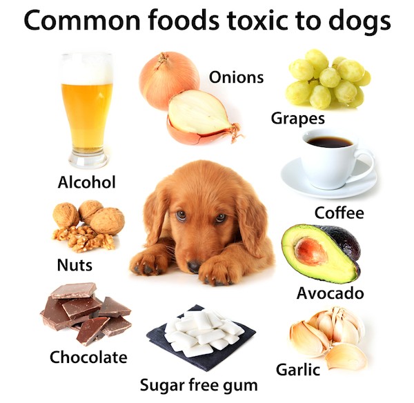 Common foods toxic to dogs by Shutterstock.