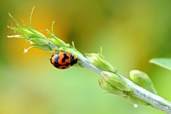 Asian lady beetle by Shutterstock.