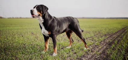 greater swiss mountain dog height