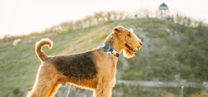 all types of terrier dogs