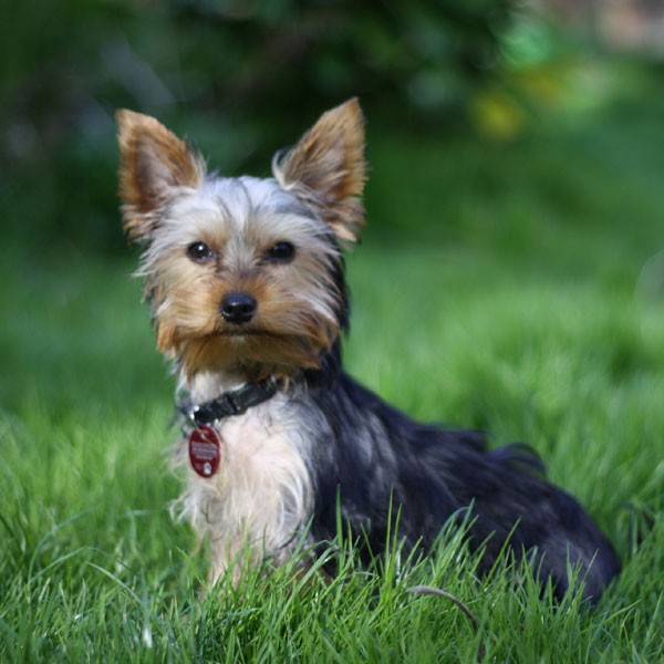 types of terrier dogs
