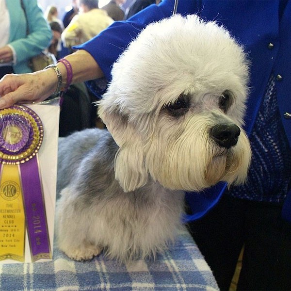 types of terrier dogs