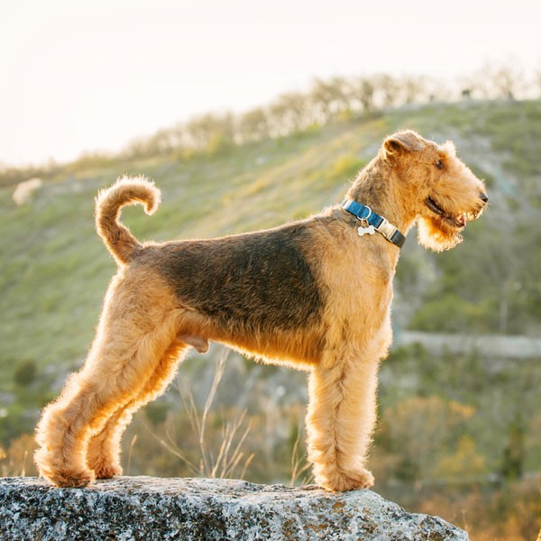 types of terrier dogs