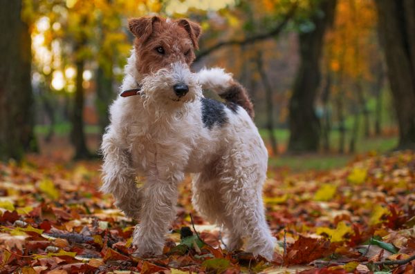 wire fox terrier dog in autumn forest