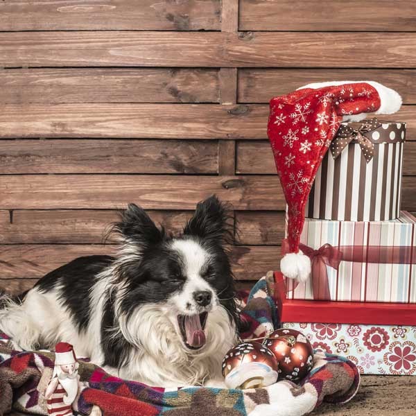 Not the best photo of your dog, but cute anyway. Yawning dog at Christmas by Shutterstock