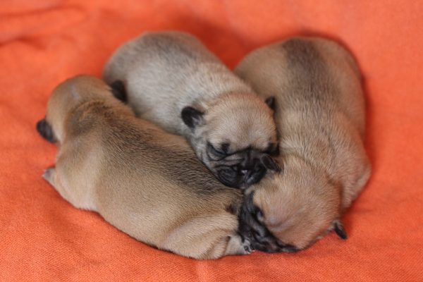 3 puppies