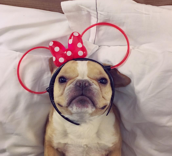 ChloeFrenchie1