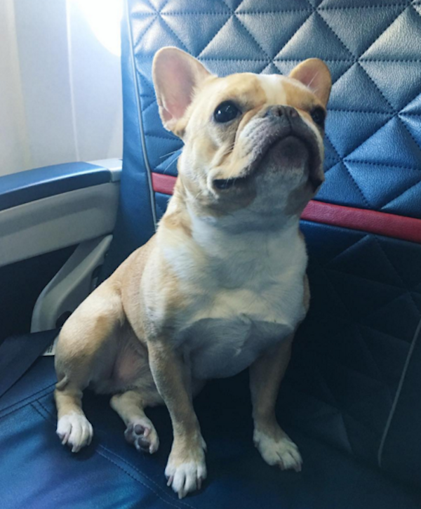 Chloe the Mini Frenchie Is a Jet-Setting Instagram Star – Dogster