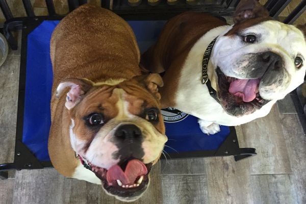 Atticus and Tallulah Belle at Hail Mary Rescue in LA are excited about their bed! (Photo courtesy: Animal Rescue Aid)