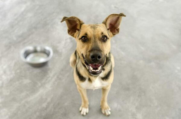 Hungry dog is a hungry German Shepherd dog eagerly waiting_david p baileys_shutterstock