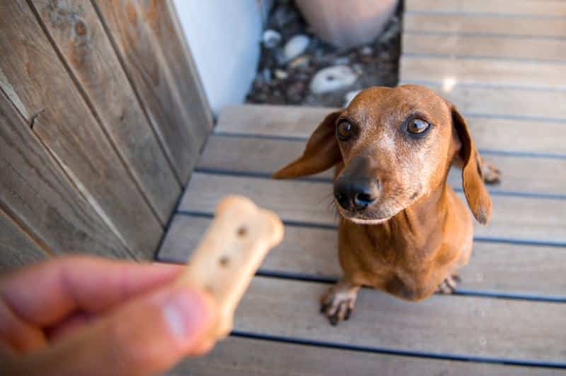 Old Dachshund Waiting For A Treat