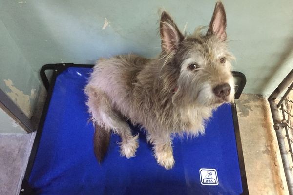 King with Paws 4 You enjoying his new bed. (Photo courtesy: Animal Rescue Aid)