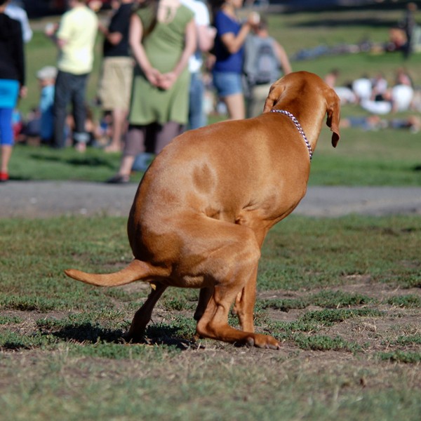 A reddish dog straining to poop.