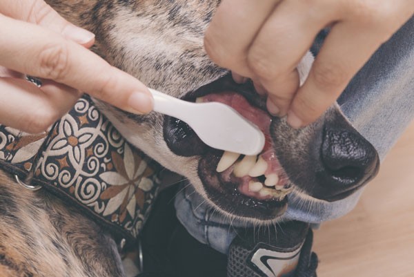 Try to brush your dog's teeth every day. Dog having teeth brushed by Shutterstock