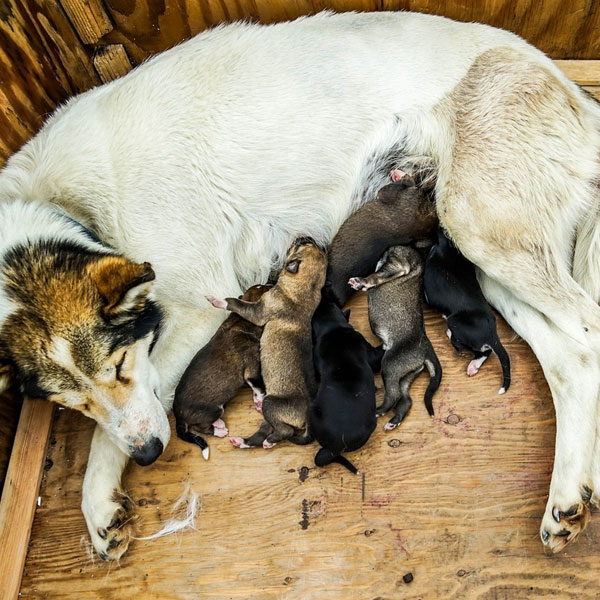 When Do Puppies Start Walking? Puppy Development Explained Dogster