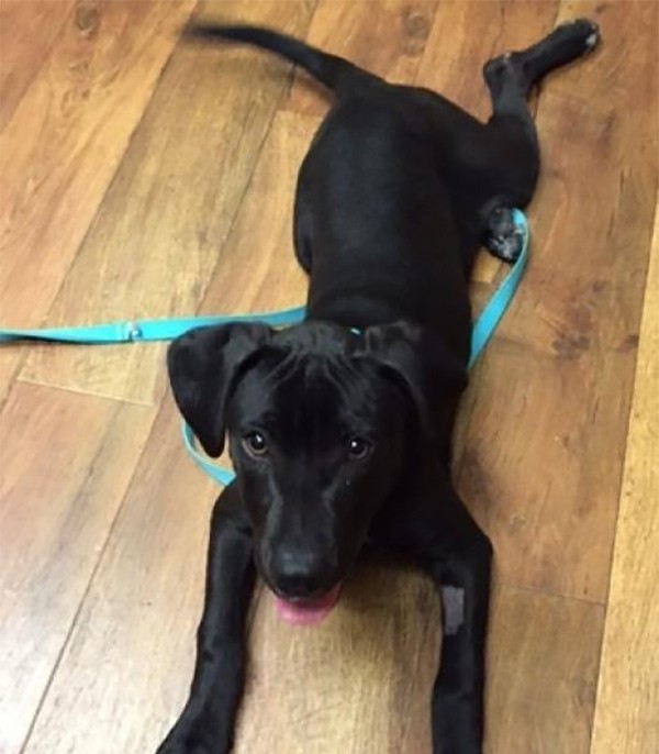 Kelso was an 11-month-old Lab mix, whose assessment said, "Is ok with other dogs/Is friendly to new people/High energy/Very loving and playful"