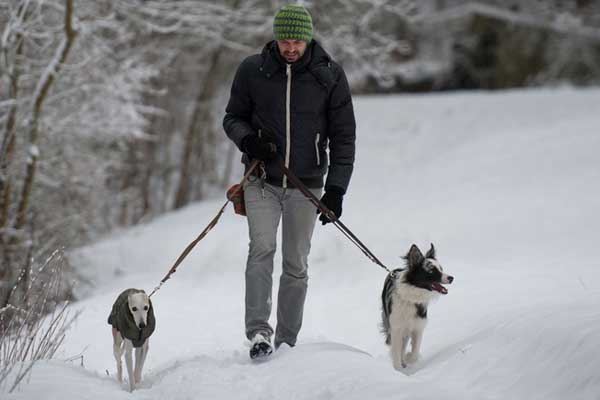 A man walking his dogs in the snow. 