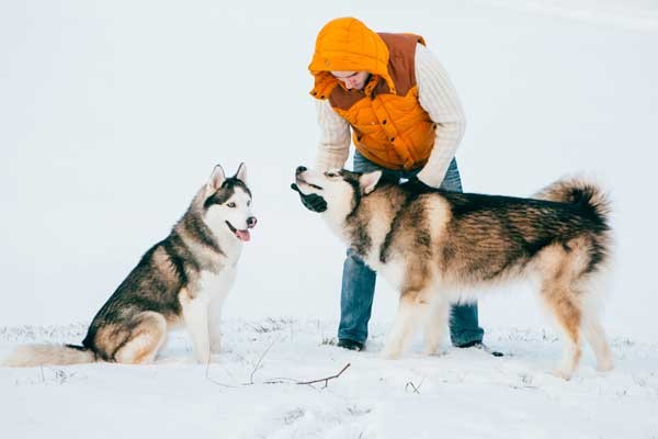 Some breeds are hardier in winter. Man with Huskies by Shutterstock