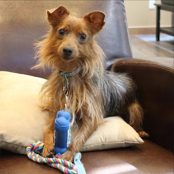 Pip, a 2-year-old Australian Terrier mix was called a "Delightful Charmer" by the company's public promotions.