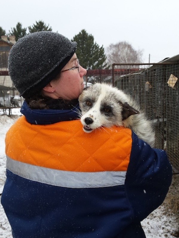 Dr. Hekman with a platinum-colored fox in Siberia. (Photo courtesy of Dr. Jessica Hekman)