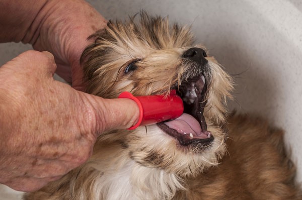 If you have a puppy, mess around with her mouth so she gets used to her teeth being touched. Morkie puppy getting teeth brushed by Shutterstock