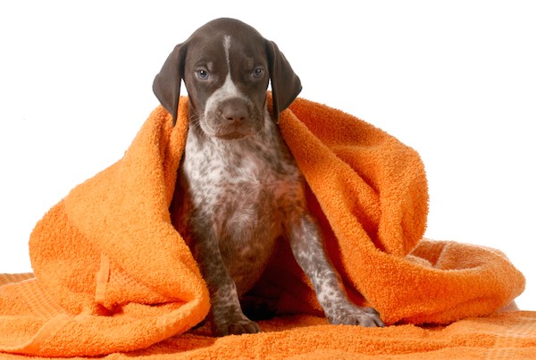 German Shorthaired Pointer by Shutterstock.