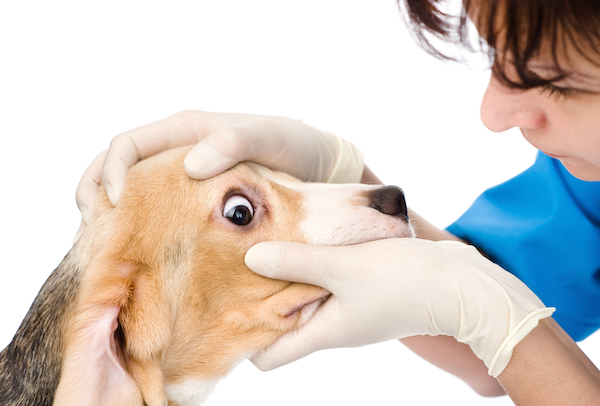 A dog having his eye examined. 