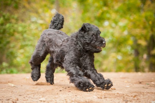 black russian terrier poodle mix