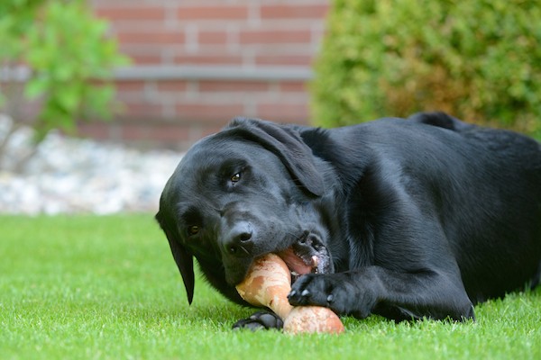 Black Lab chewing on a bone by Shutterstock.