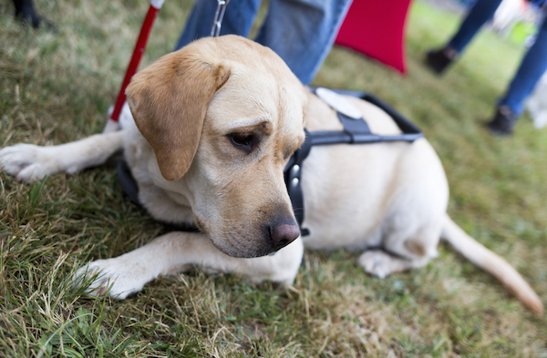 Guide dog labrador laying on the grass