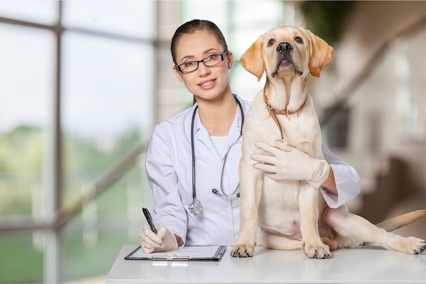 A vet with a dog.